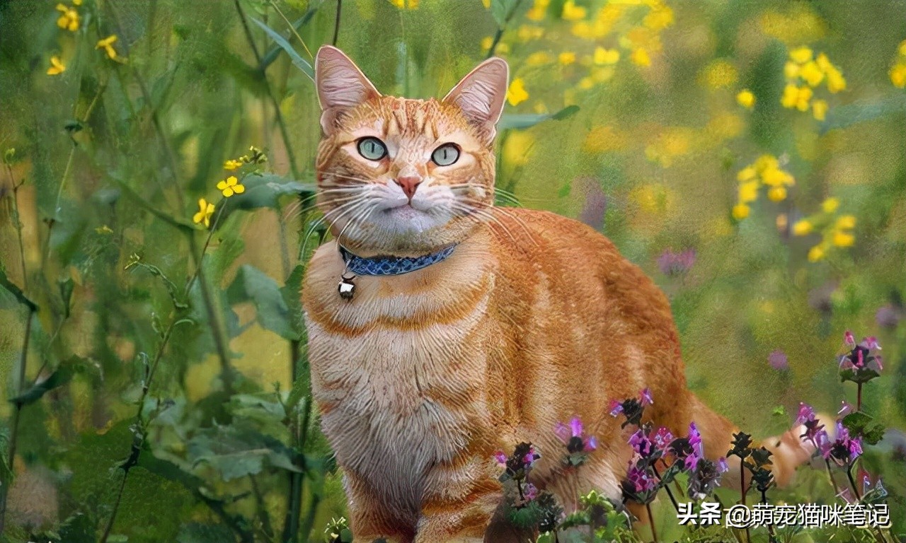 中国狸花猫品种（中华田园猫21种花色）