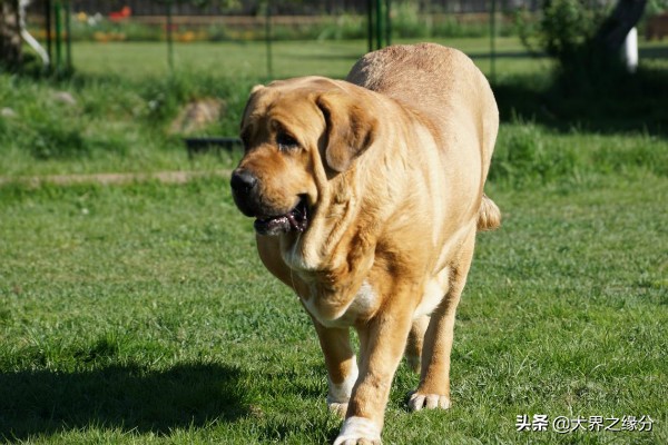 中国昆仑山脉犬（中国昆仑山脉犬价格）