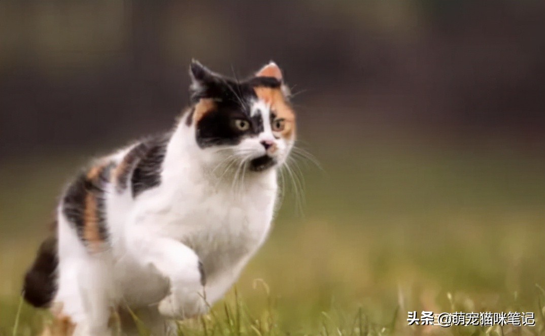 中国狸花猫品种（中华田园猫21种花色）