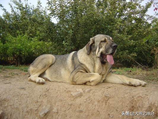 中国昆仑山脉犬（中国昆仑山脉犬价格）