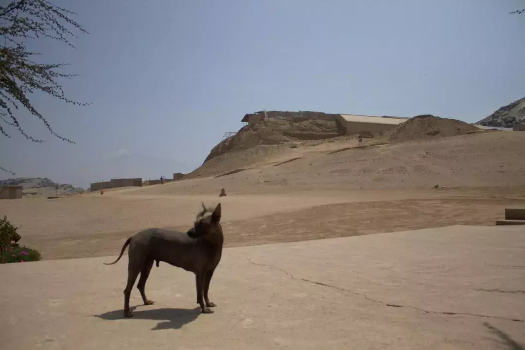 印加无毛犬图片（秘鲁印加无毛犬分布区域）