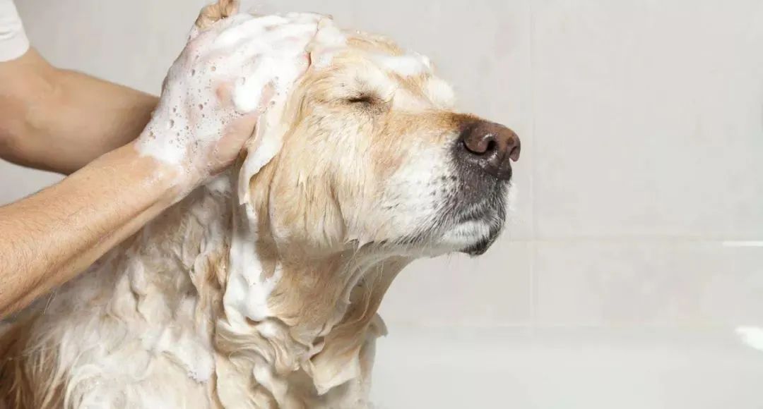 动物性皮肤病最常见的是（狗狗9种皮肤病图片）