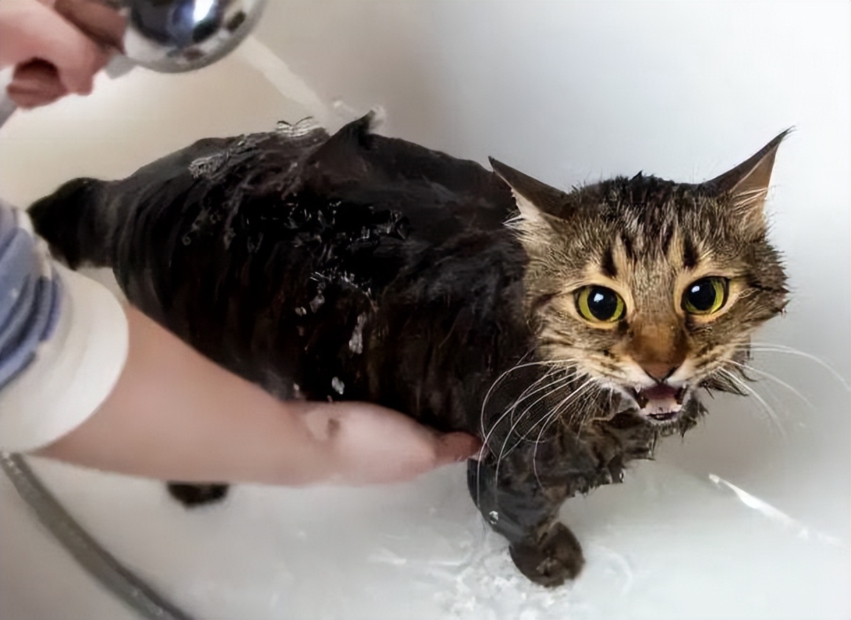猫咪宠物店洗澡一般多少钱（标准的猫咪宠物店收费项目表）