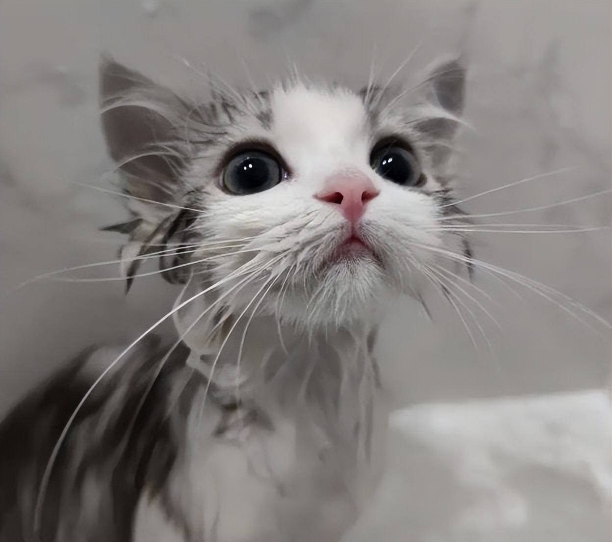 猫咪宠物店洗澡一般多少钱（标准的猫咪宠物店收费项目表）