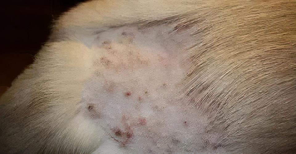 动物性皮肤病最常见的是（狗狗9种皮肤病图片）
