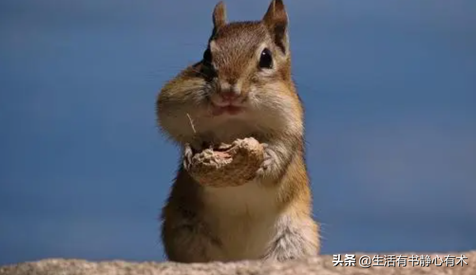 体型最小的松鼠是什么（体积最小的花栗鼠简介）