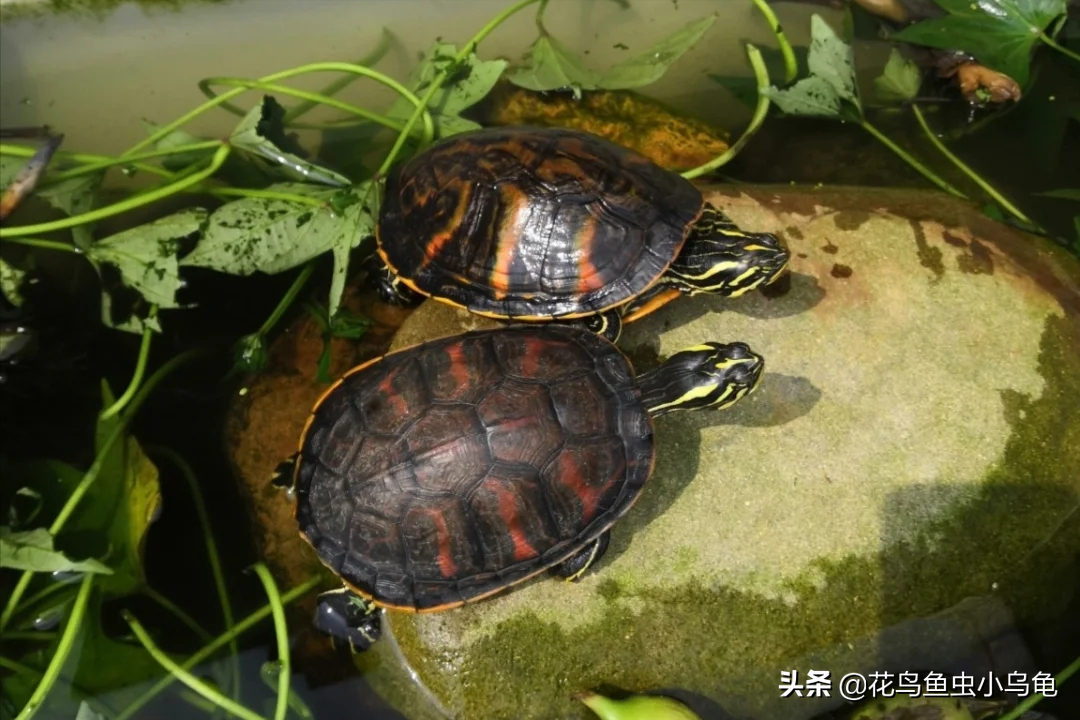 宠物龟的种类有哪些（可以养的18种乌龟介绍）