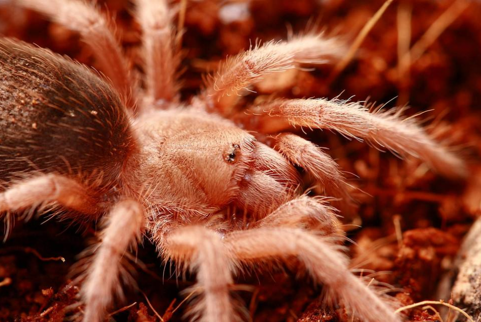 智利火玫瑰蜘蛛有毒吗（火玫瑰蜘蛛的品种特点）