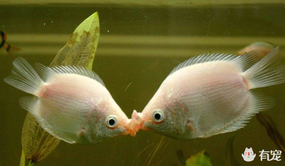 接吻鱼怎么养才能养活（饲养接吻鱼的基础知识）