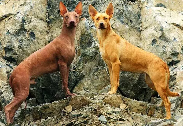 印加无毛犬图片（秘鲁印加无毛犬分布区域）