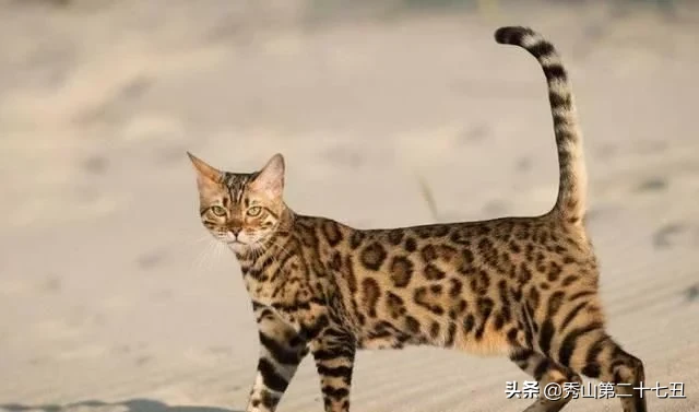 最名贵的猫咪图片（世界最名贵的10大猫咪）