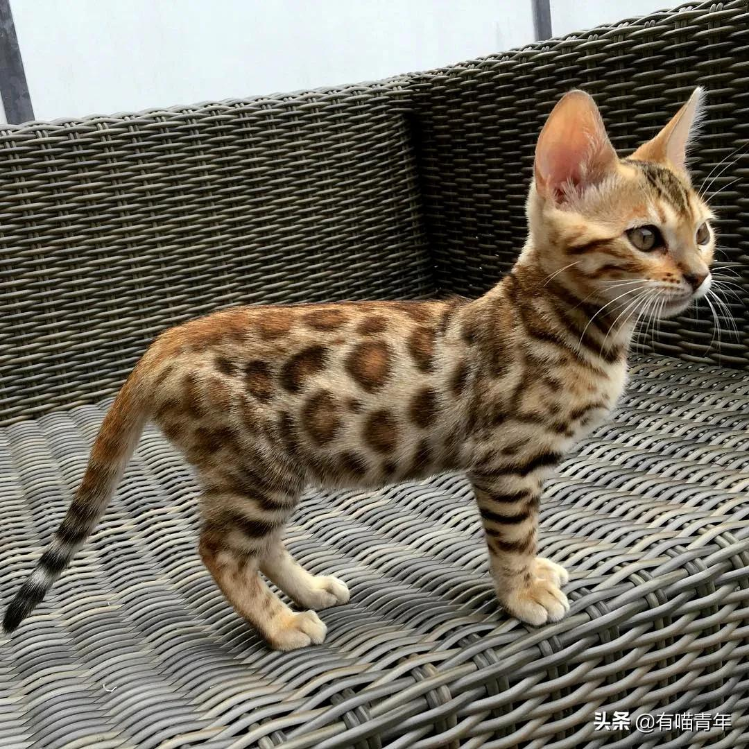 孟加拉豹猫是国家保护动物吗（孟加拉豹猫品种简介）