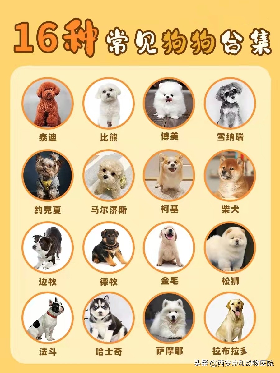 狗的品种有哪些（常见的16种狗狗品种简介)