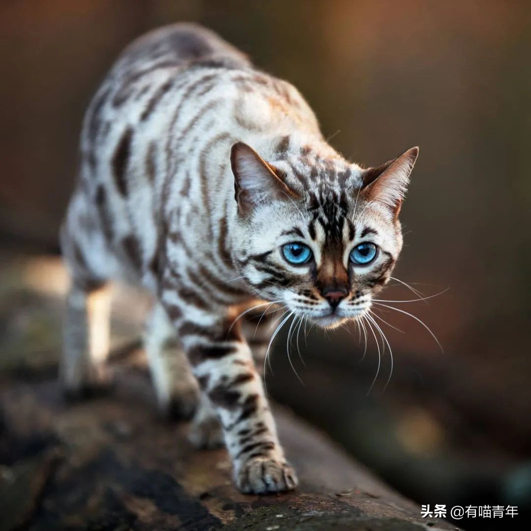 孟加拉豹猫是国家保护动物吗（孟加拉豹猫品种简介）