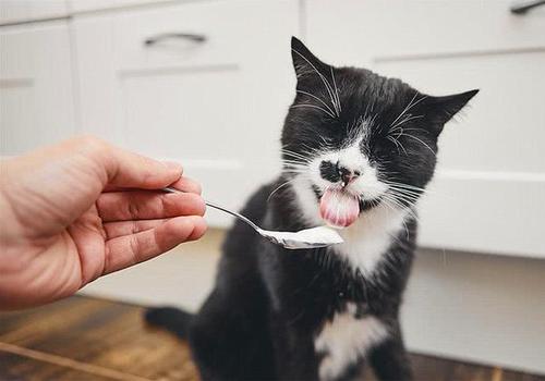 可以做什么给猫咪吃(入门级自制猫饭食谱)