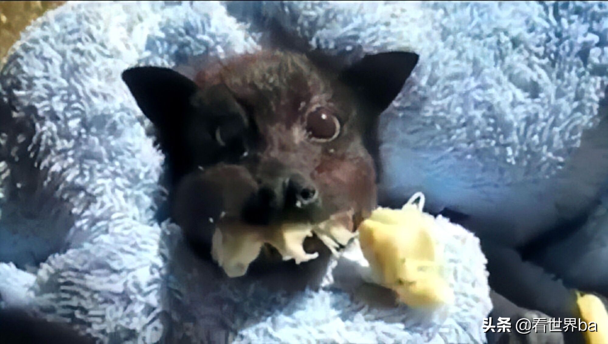 蝙蝠吃什么食物为生（吃水果的蝙蝠图片）