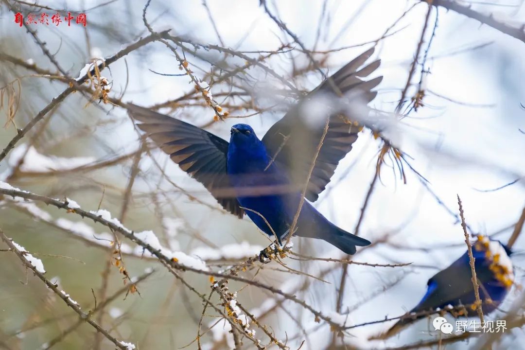 蓝色翅膀的鸟是什么（蓝大翅鸲图片及资料简介）