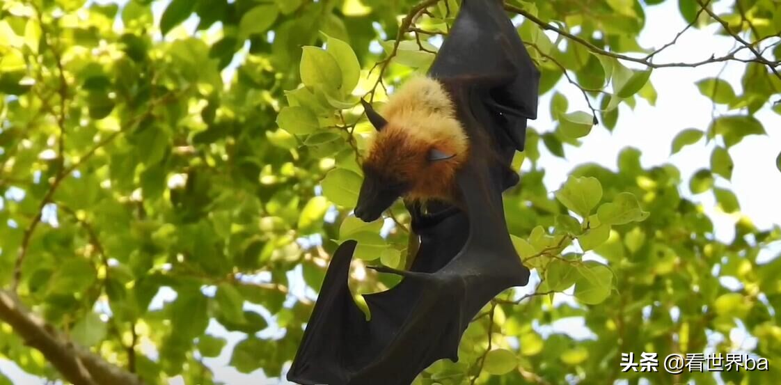 蝙蝠吃什么食物为生（吃水果的蝙蝠图片）