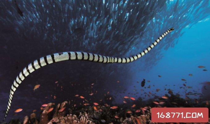 澳洲艾基特林海蛇是什么（世界第一毒的艾基特林海蛇简介）
