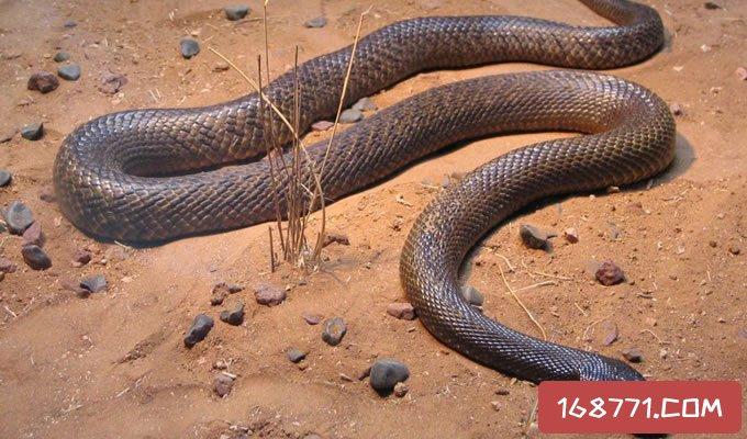 澳洲艾基特林海蛇是什么（世界第一毒的艾基特林海蛇简介）