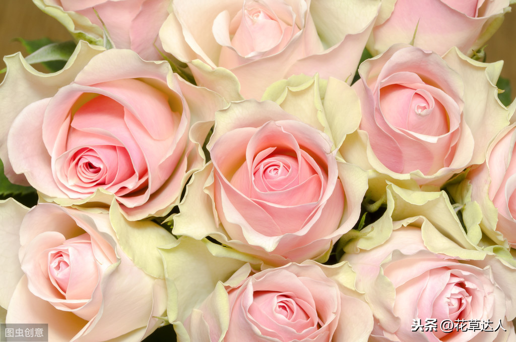 玫瑰花送几朵代表什么（不同数量玫瑰花的寓意和花语）