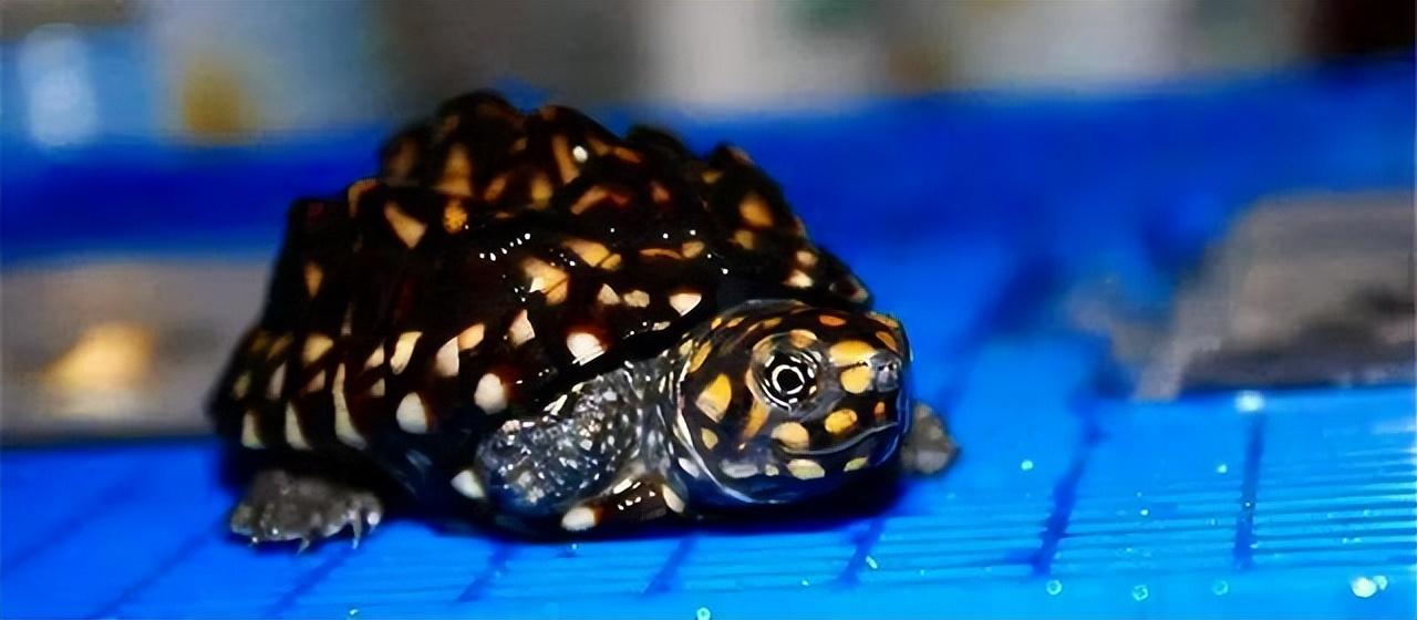 斑点池龟是深水还是浅水（斑点池龟的饲养方法）