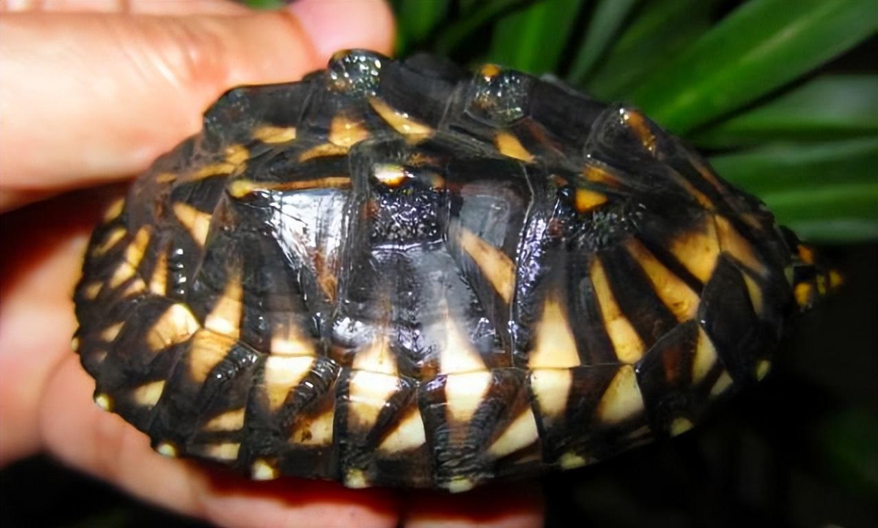 斑点池龟是深水还是浅水（斑点池龟的饲养方法）