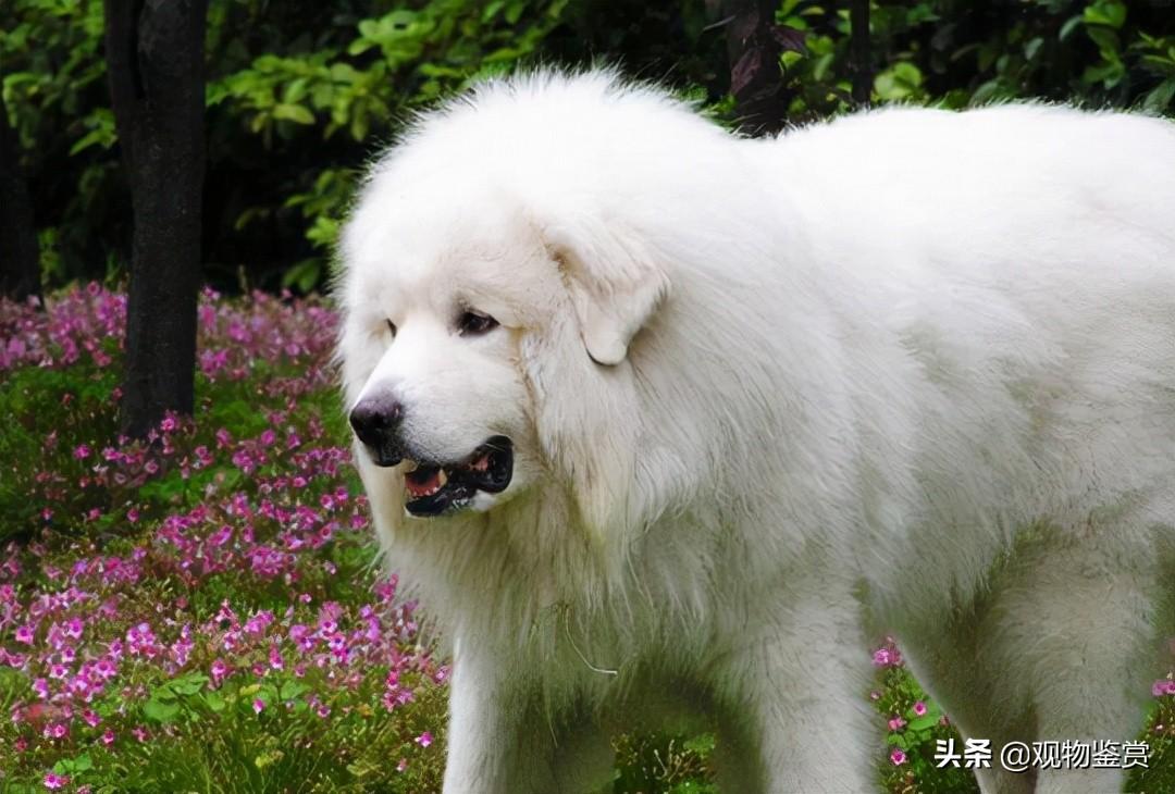 白色毛的狗有什么品种（干净又可爱的白色狗子介绍）