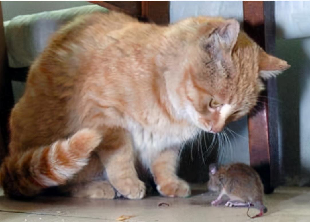 什么品种的猫抓老鼠厉害（抓老鼠最好的5种猫咪）
