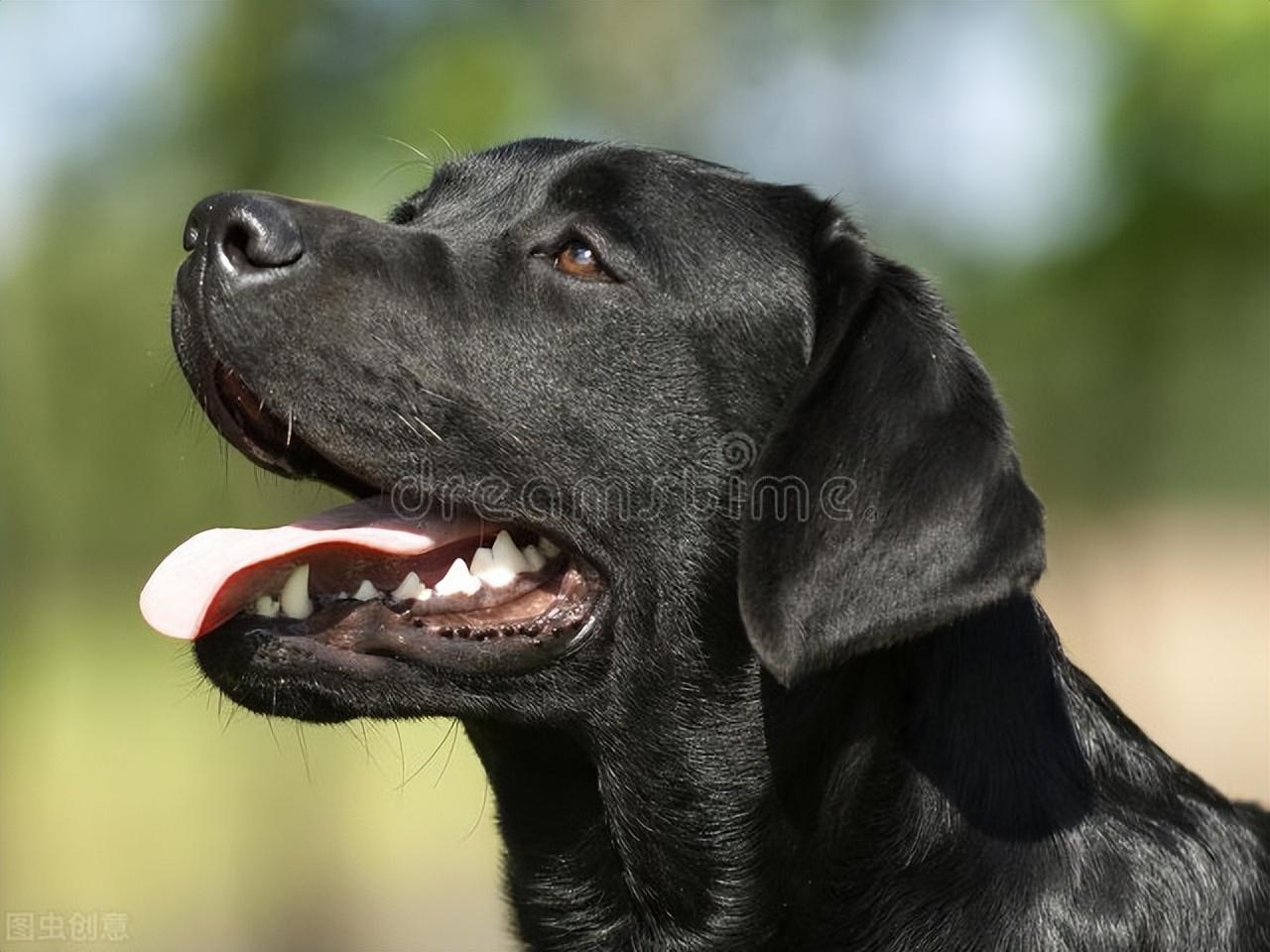 黑色拉布拉多犬价格(黑色拉布拉多犬的缺点)