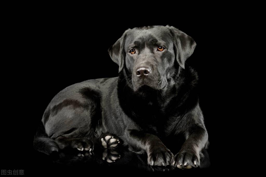 黑色拉布拉多犬价格(黑色拉布拉多犬的缺点)
