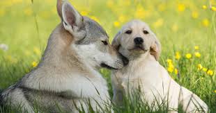 狗和狼是同一物种吗（狼和狗之间的区别）
