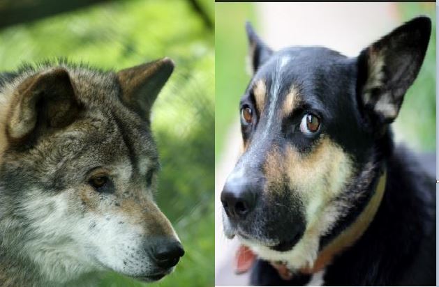 狗和狼是同一物种吗（狼和狗之间的区别）