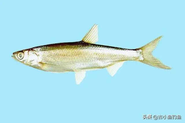 农村河里常见的十种鱼(自然水域里常见的10种鱼你钓过几种）