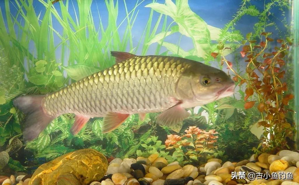 农村河里常见的十种鱼(自然水域里常见的10种鱼你钓过几种）