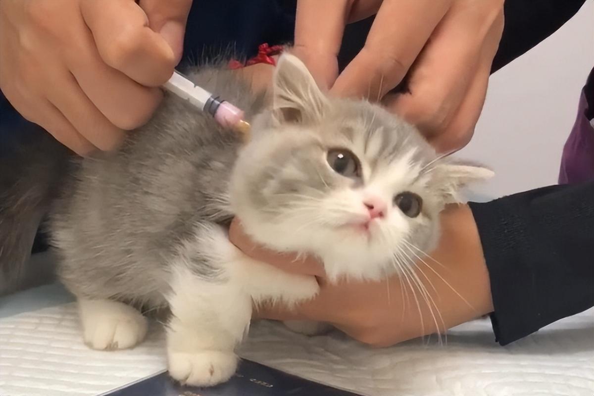 幼猫咪需要打哪些疫苗（幼猫驱虫疫苗的正确顺序）
