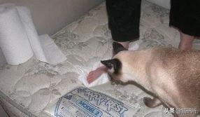 棉被猫尿味怎么彻底去除（去除猫尿味的108种方法）