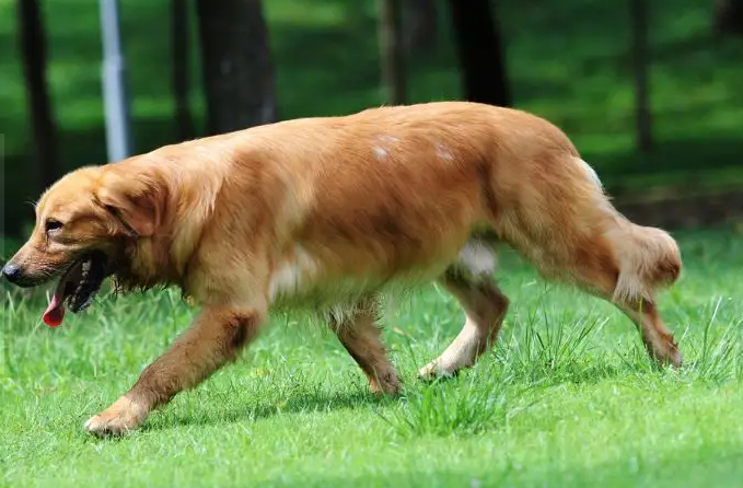 金毛狗狗的寿命一般是多久（金毛狗狗平均寿命）
