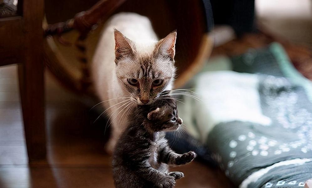母猫把小猫叼给主人怎么回事（母猫把幼崽叼给主人的行为）