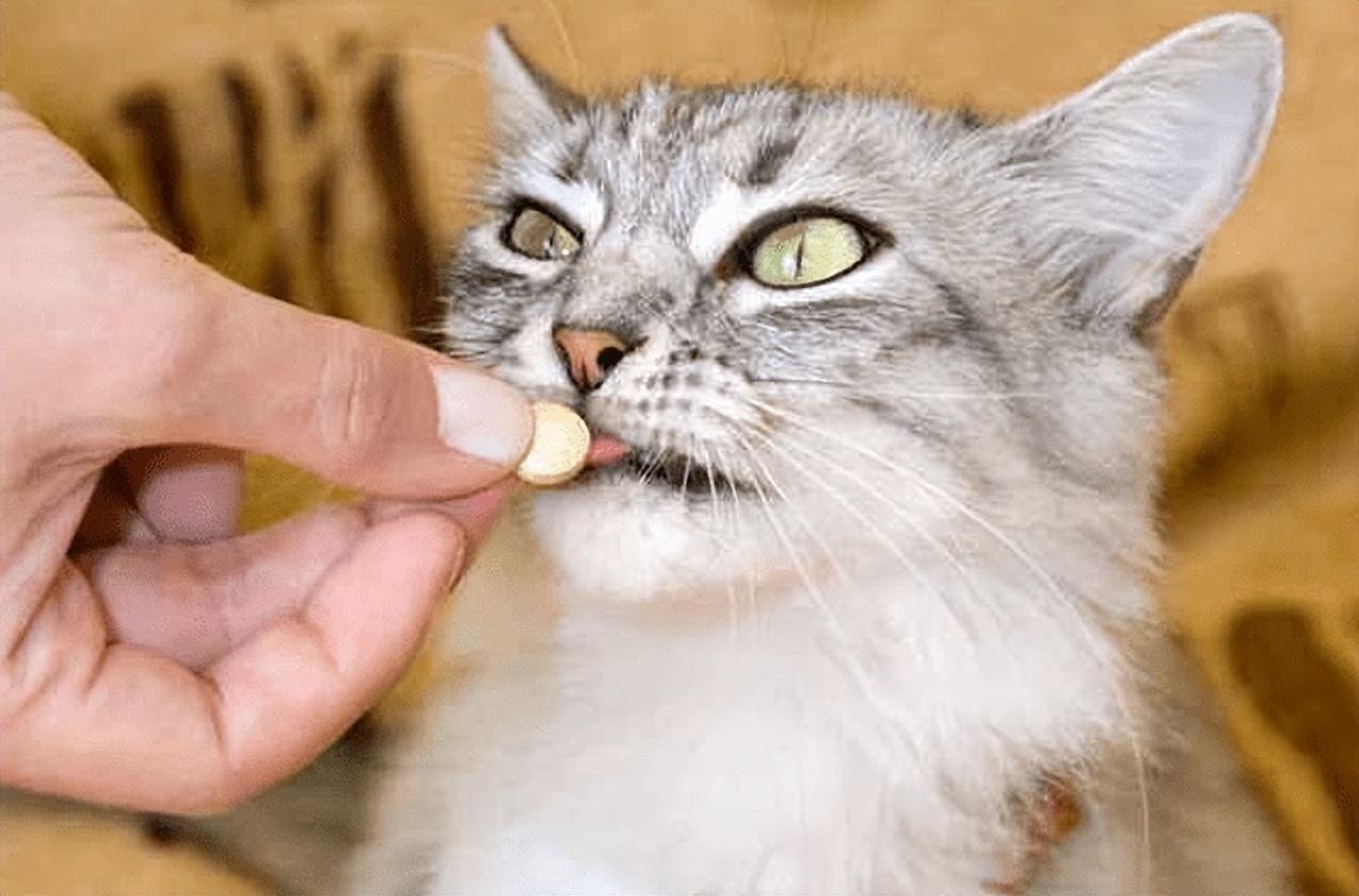 猫咪得了肠胃炎怎么治疗（猫咪肠胃炎的治疗方案）