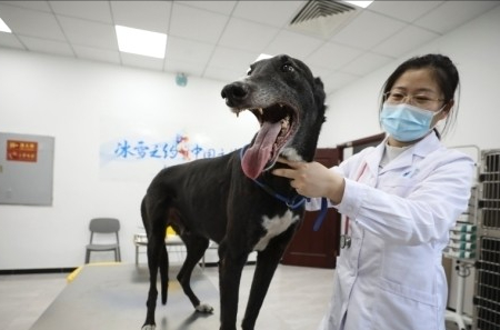 北京宠物医院推荐排行（口碑最好的北京宠物医院）