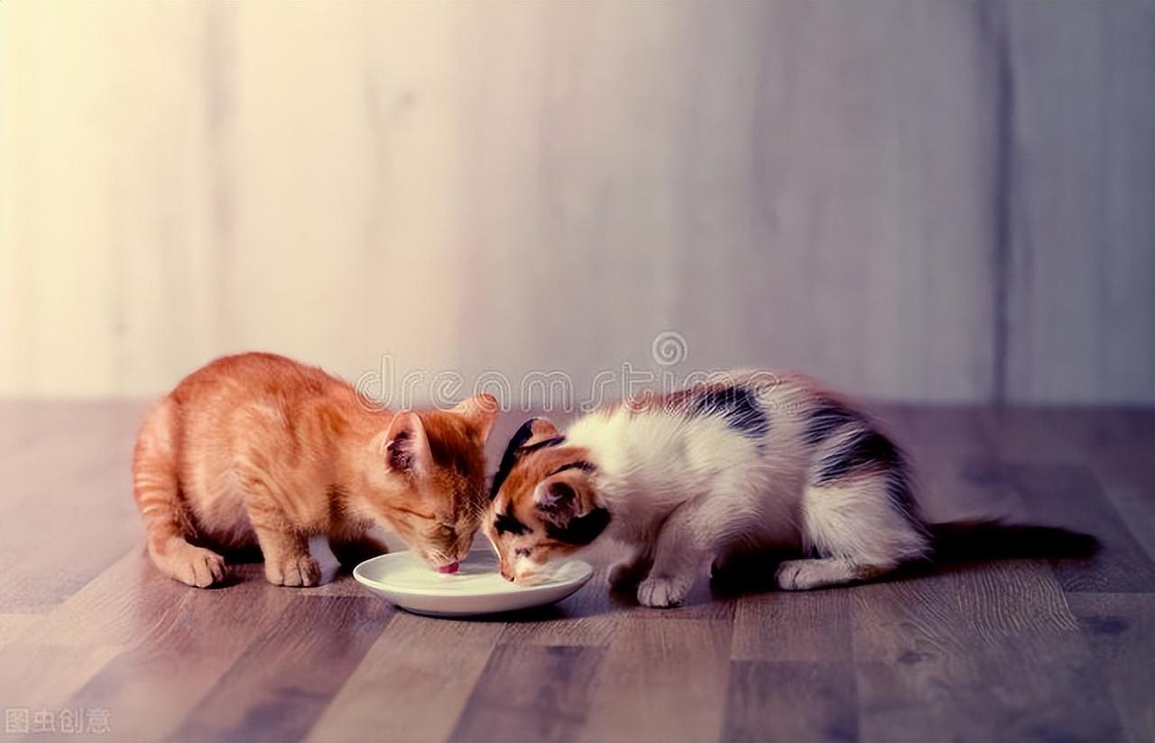 一个月的猫咪怎么喂养（最详细的幼猫喂养攻略）