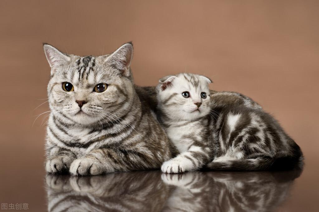 母猫生完小猫多久会再次怀孕（猫怀孕的生育过程）