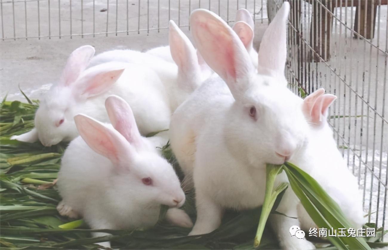 兔子都有什么品种（常见的5种兔子图片介绍）