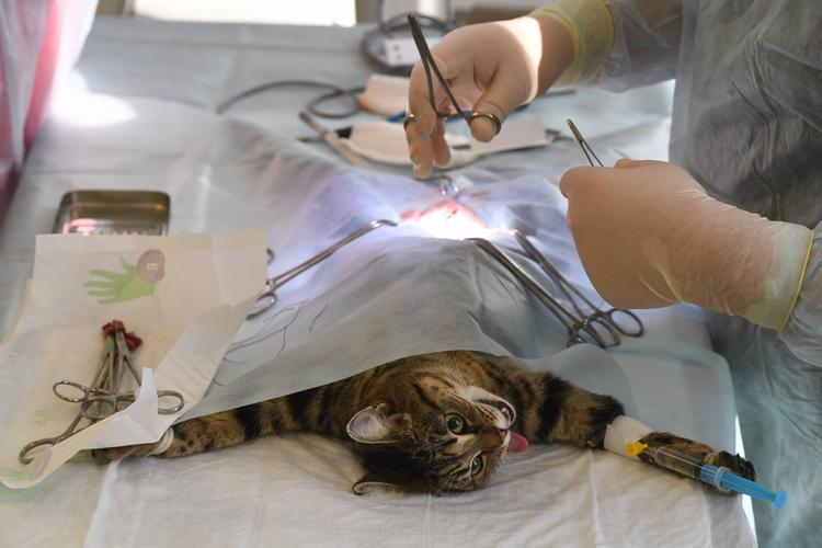 公猫绝育手术需要多长时间(公猫绝育术后护理)