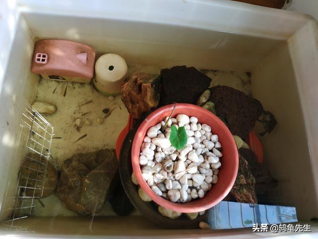 中华草龟怎么养吃什么食物（草龟的全套养殖教程）
