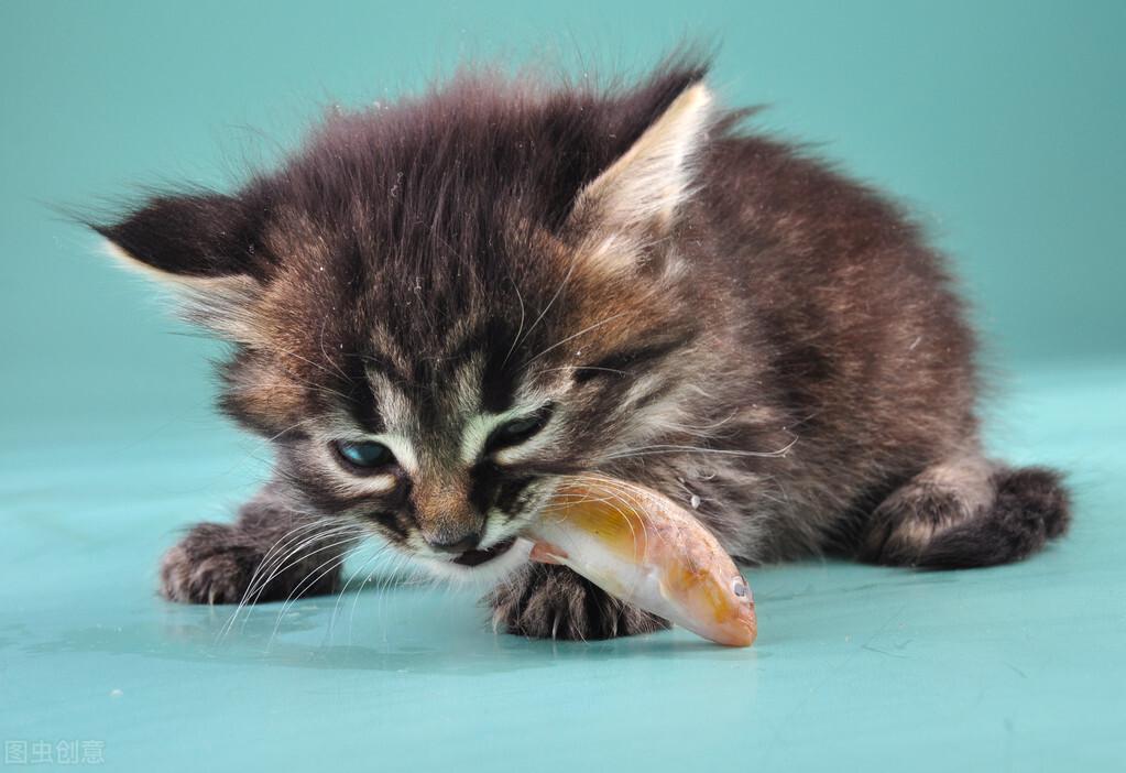 三个月的小猫能吃什么（健康又营养的幼猫喂养方法）