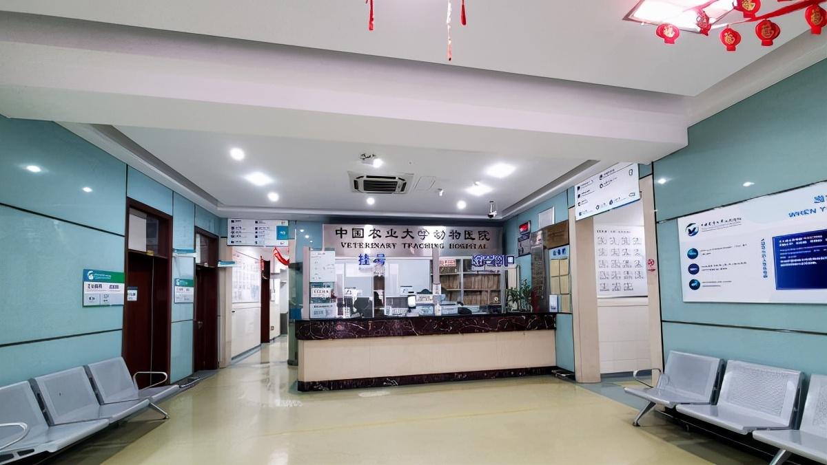 北京最权威的宠物医院是哪个最好（北京排名第一的宠物医院）