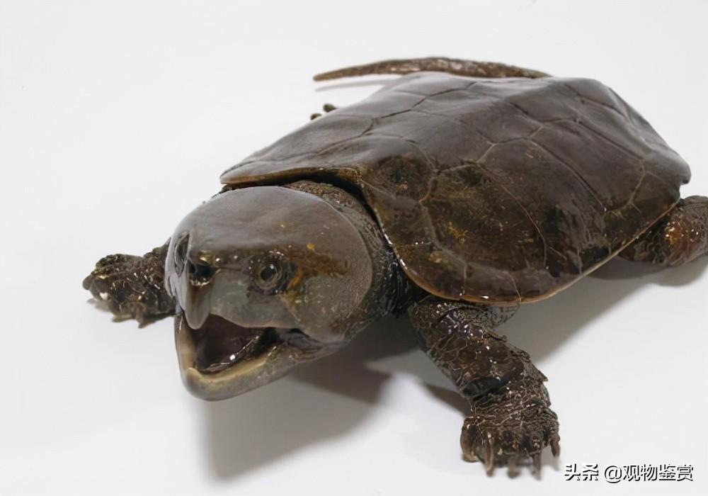 什么品种的乌龟尾巴很长(长尾巴乌龟品种介绍)