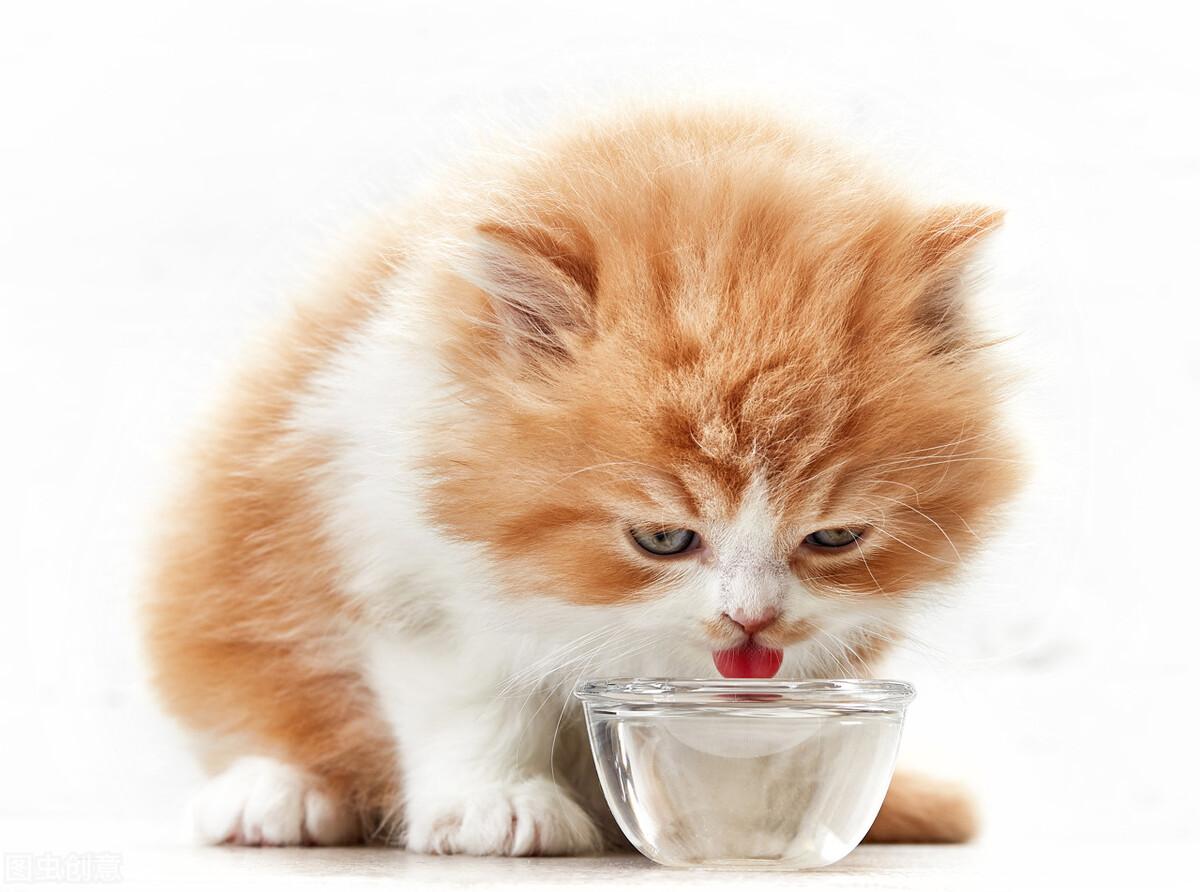 猫不吃食只喝水卧睡没精神（盘点猫咪不吃东西老喝水的三个原因）